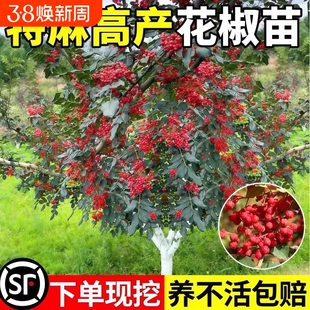 花椒苗树四川大红袍特麻椒九叶青花椒苗地栽盆栽果树果苗当年结果