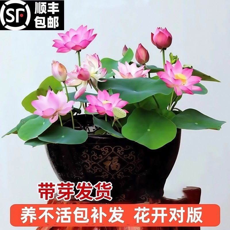 观赏荷花缸栽莲花|超1000次加购