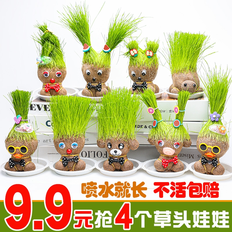 草头长草娃娃头上儿童种植小盆栽种草绿植观察植物幼儿园桌面室内