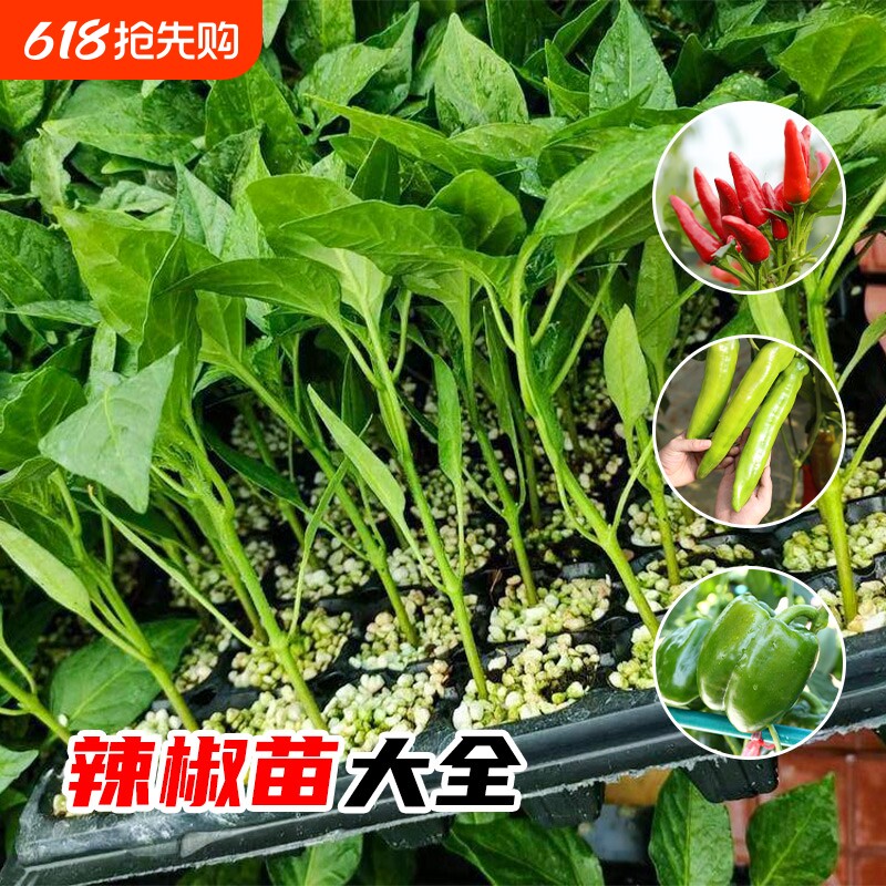 薄皮泡椒种籽子苗子辣椒种苗春季四季菜蔬菜种孑皱皮虎皮椒秧樟树