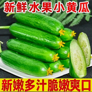 新鲜采摘水果黄瓜小黄瓜青瓜生吃脆嫩清甜白玉花瓜现摘凉拌生吃菜