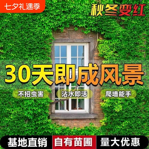 爬墙虎苗三叶五叶爬山虎爬藤植物四季常青不落叶庭院藤蔓花卉盆栽