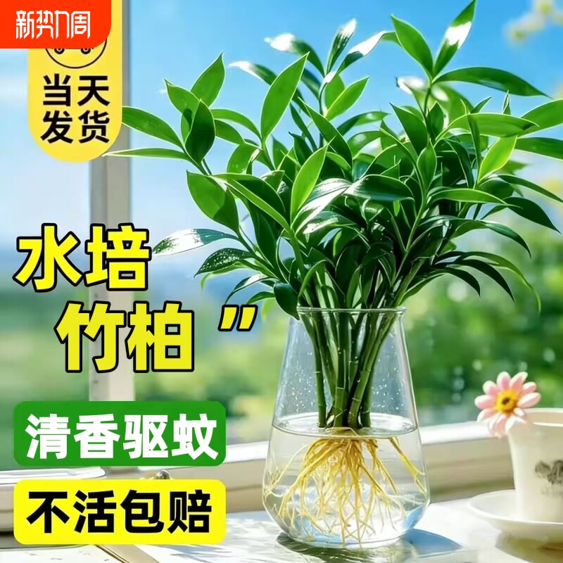 竹柏水培植物室内水养富贵竹绿植花卉盆栽办公室四季常青客厅驱蚊