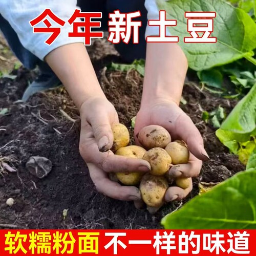 新鲜现挖恩施小土豆蔬菜
