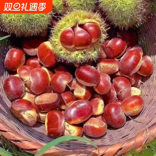 正宗丹东板栗东北辽宁栗子新鲜板栗蔬菜板栗王新下树批发