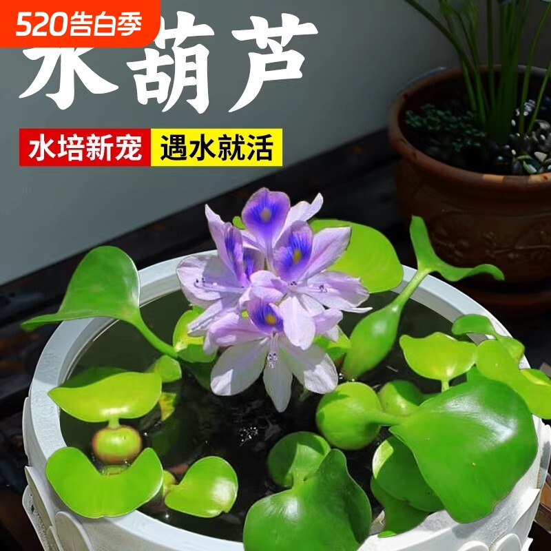 水葫芦浮萍水草植物鱼缸净化水质和鱼共养乌龟缸造景水培水上植物