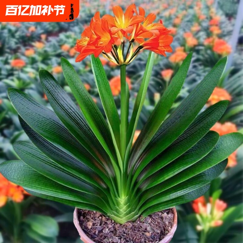 6年大苗精品君子兰盆栽花卉观花植物室内花好养的花当年开花不断