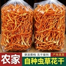虫草花干货新货孢子头虫草花煲汤鲜甜好食材蛹虫草 无干燥剂