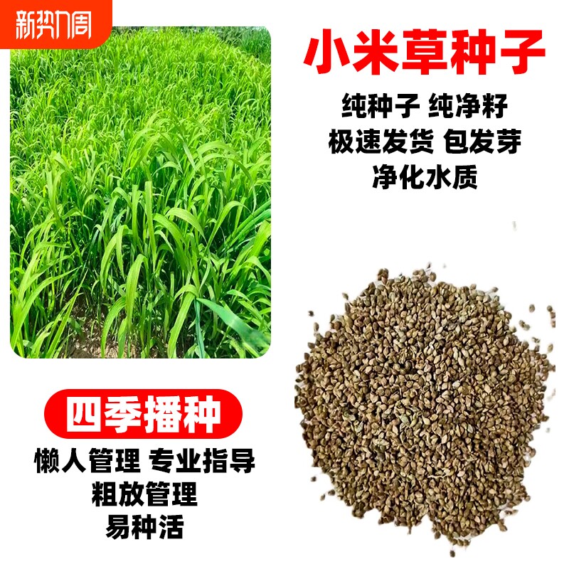 小米草种子四季高产水椑草耐水淹鱼塘养殖水草牧草种籽种植牛羊