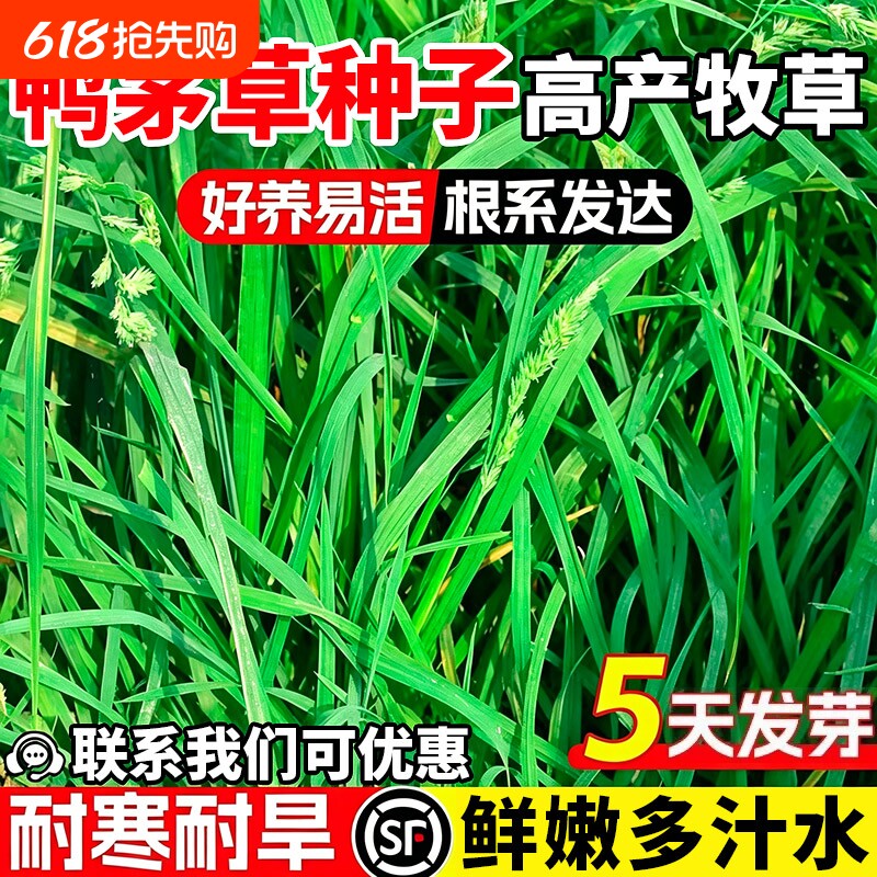 鸭茅草种子果园绿肥鲜嫩多汁喂牛羊鹅兔鸡鸭多年生黑麦草草籽种籽