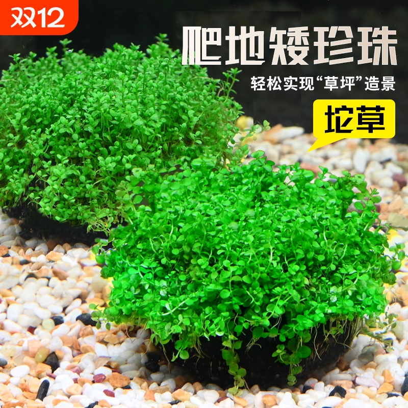 爬地矮珍珠大坨草迷你矮珍珠坨草