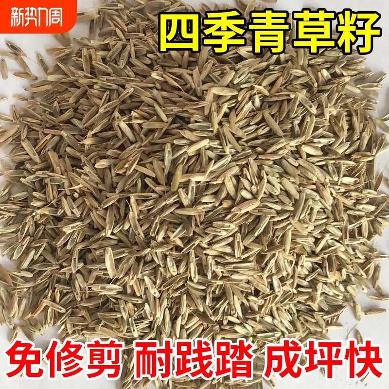 四季青草籽进口矮生耐寒耐旱耐践踏庭院别墅小区公园绿化草坪种子