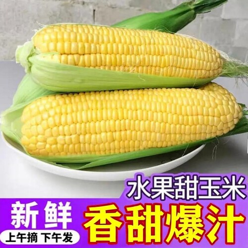 爆浆甜脆玉米黄金水果玉米糯玉米新鲜香甜现摘云南甜玉米9斤自提