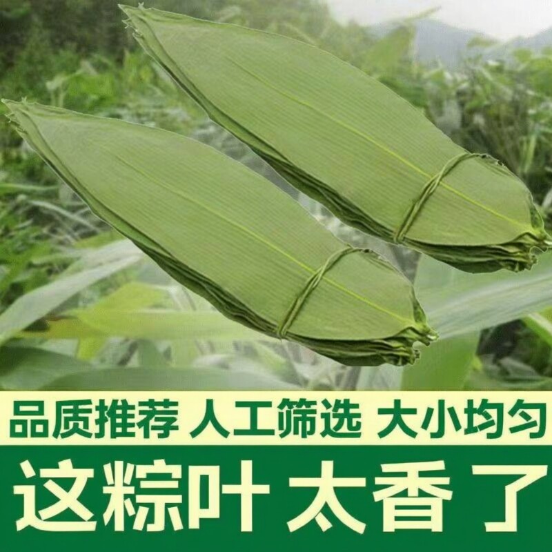 干粽叶大宽叶野生粽子叶烘干大号家用大粽叶子包端午无添加更干净