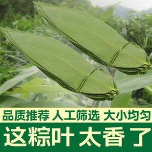 干粽叶大宽叶野生粽子叶烘干大号家用大粽叶子包端午无添加更干净