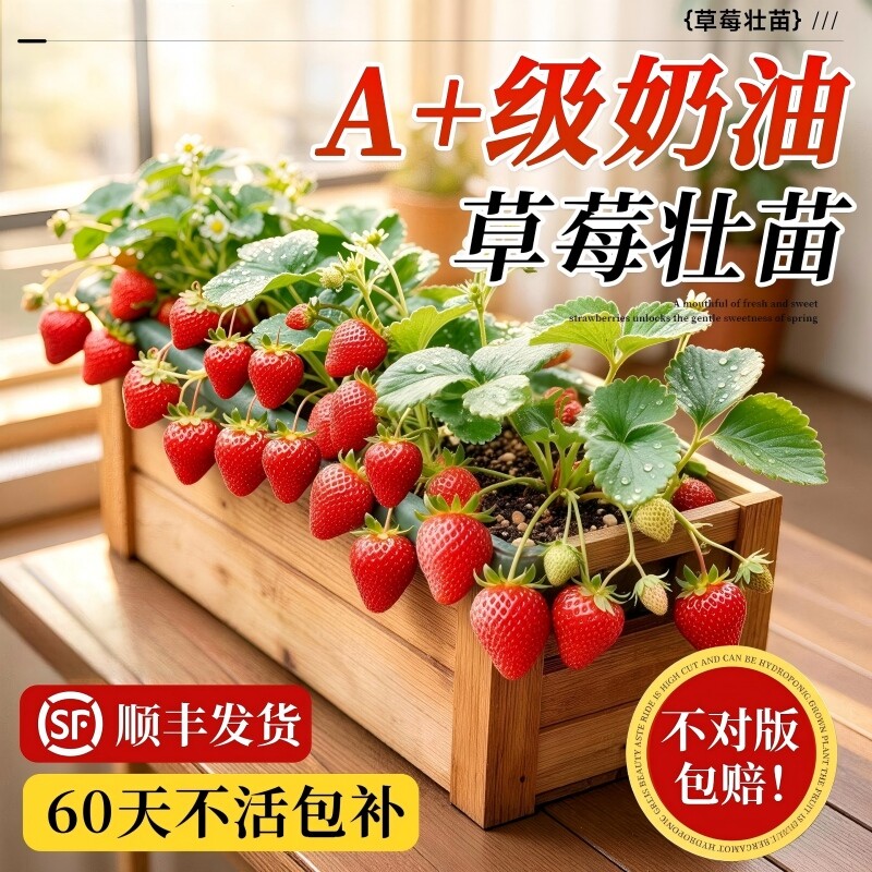 草莓苗盆栽秧苗丹东99新苗秧四季结果奶油玄玉优质脱毒种苗大果苗