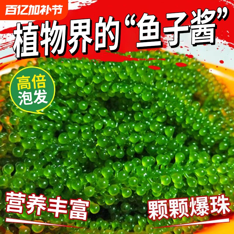 海葡萄即食盐渍海带蔬菜绿色鱼子酱海藻凉拌菜寿司涮火锅食材健康