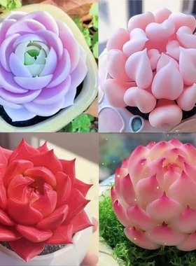 精品多肉植物盆栽组合蓝姬莲水蜜桃防辐射新手室内净化空气