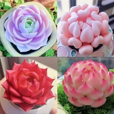 精品多肉植物盆栽组合蓝姬莲水蜜桃防辐射新手室内净化空气