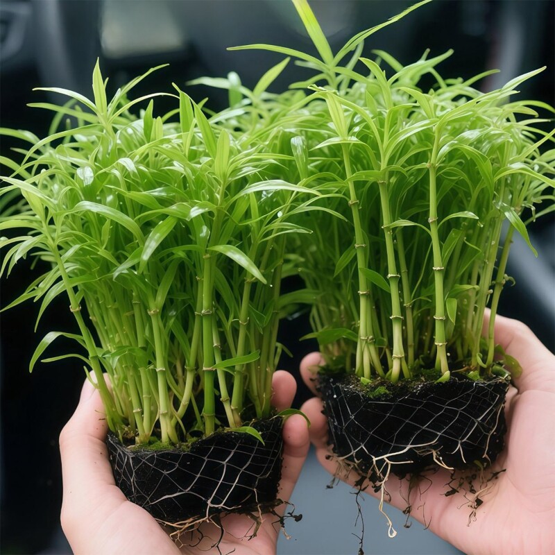 南美青竹水草鱼缸专用植物坨草净化水质养鱼造景增氧制氧阴性竹子