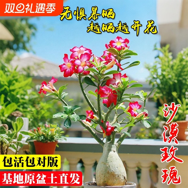 多肉重瓣沙漠玫瑰夏带花苞阳台室内好养小盆栽花卉绿植小花懒人花