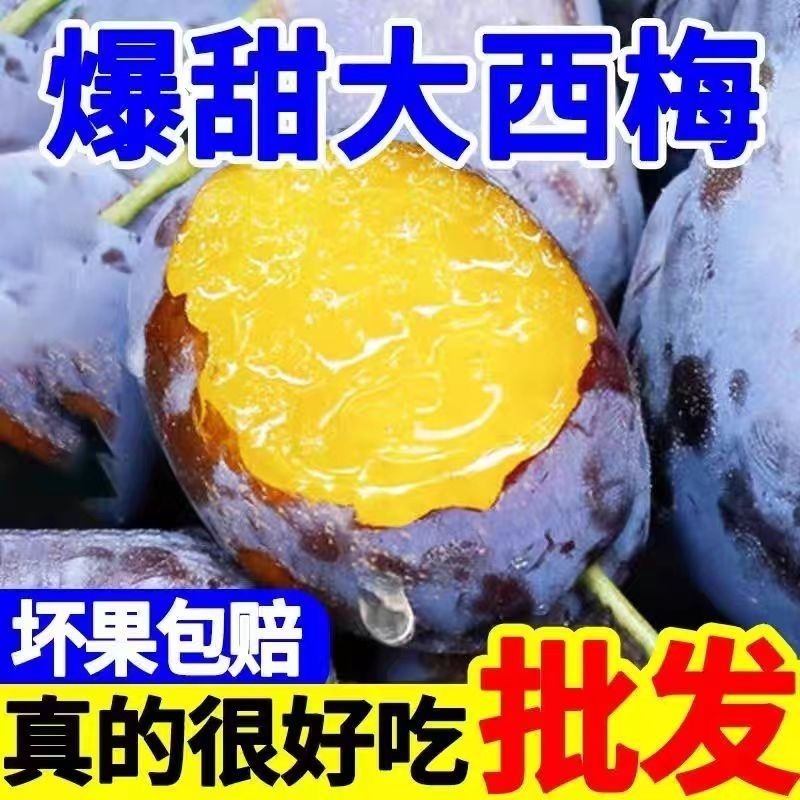 现摘发西梅新鲜天水大西梅鲜果正宗蓝蜜法兰西甜西梅女神李子应季