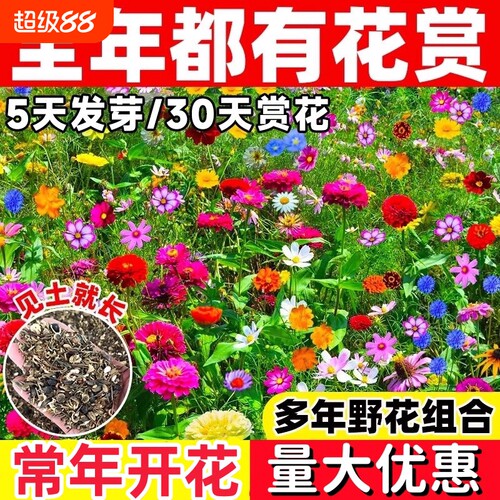 野花组合种子四季开花室外花籽庭院格桑花大全重瓣月见草花种美丽