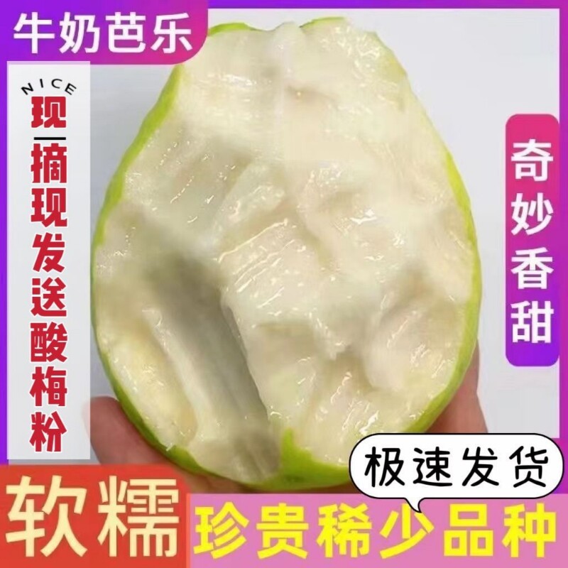 广东软糯奶油芭乐大果新鲜水果当季软心番石榴孕妇水果白心芭乐果
