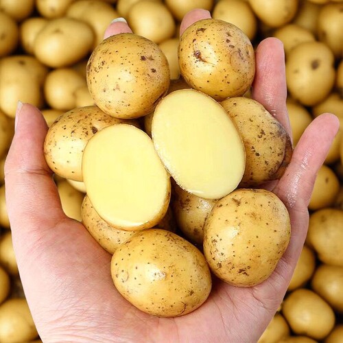 现挖湖北恩施小土豆整箱洋芋