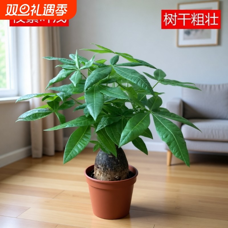 发财树盆栽室内客厅桌面绿植小盆景大发财树苗招财树公司财植物