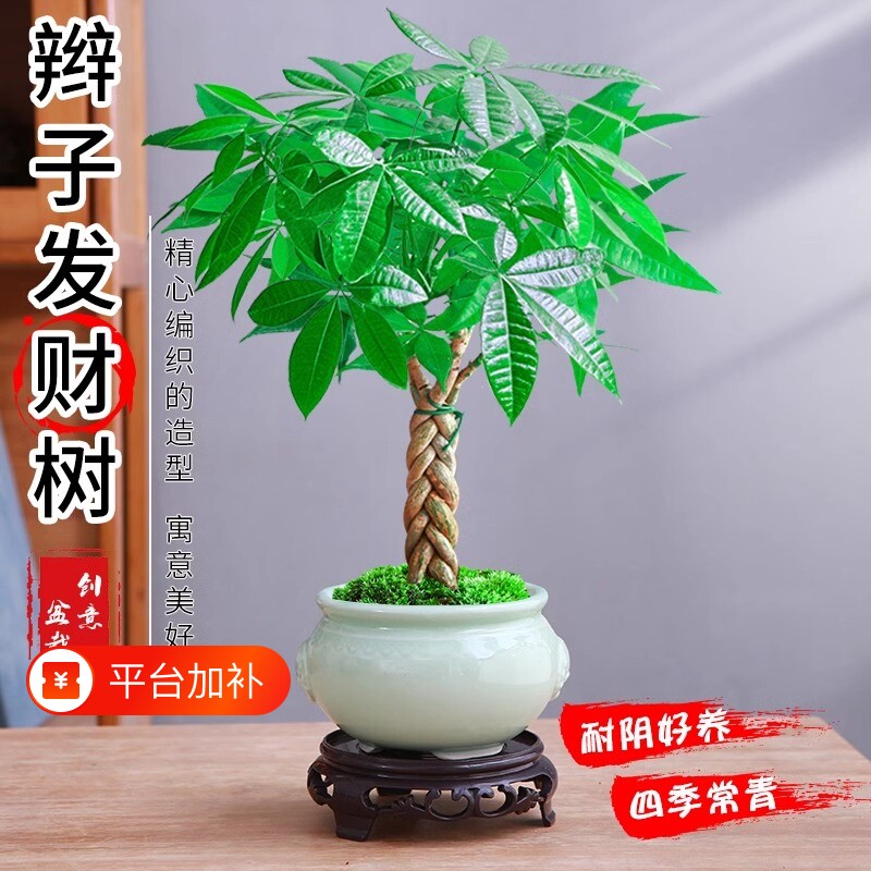 发财树盆栽植物室内花卉绿植好养客厅四季常青盆景办公桌微景观