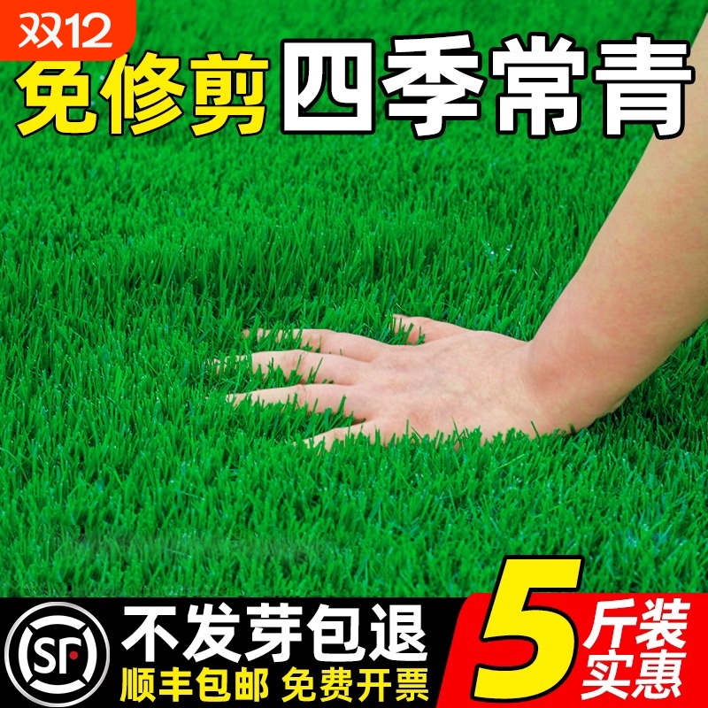 草坪草籽四季常青护坡固土狗牙根矮生地毯草皮庭院绿化黑麦草种子