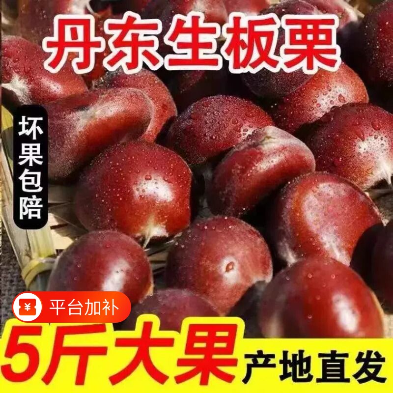 新鲜现摘丹东农家生板栗5斤大果整箱油栗子甜糯毛栗子锥栗带皮壳