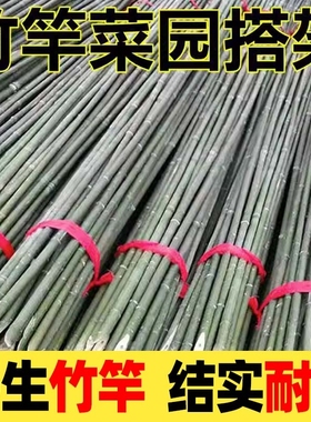 竹竿菜园搭架蔬菜黄瓜豆角架杆竹篱笆栅栏小竹子细竹竿爬藤架庭院