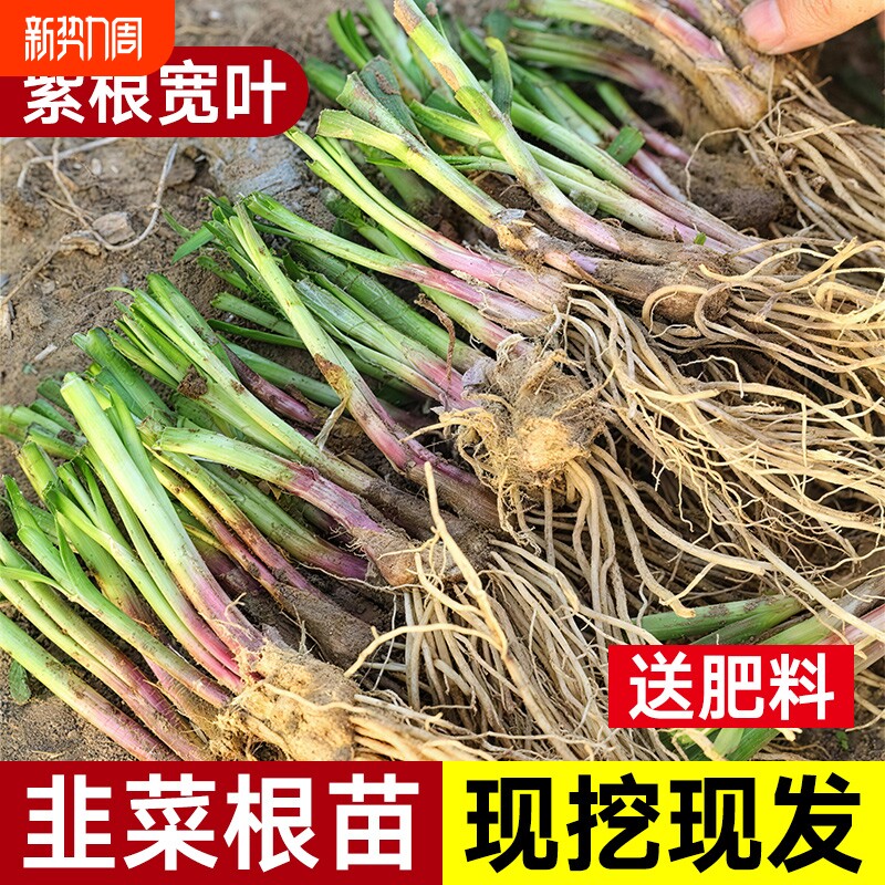现挖四季韭菜根苗紫根红根大叶宽叶农家带土种子韭菜种籽高产阳台