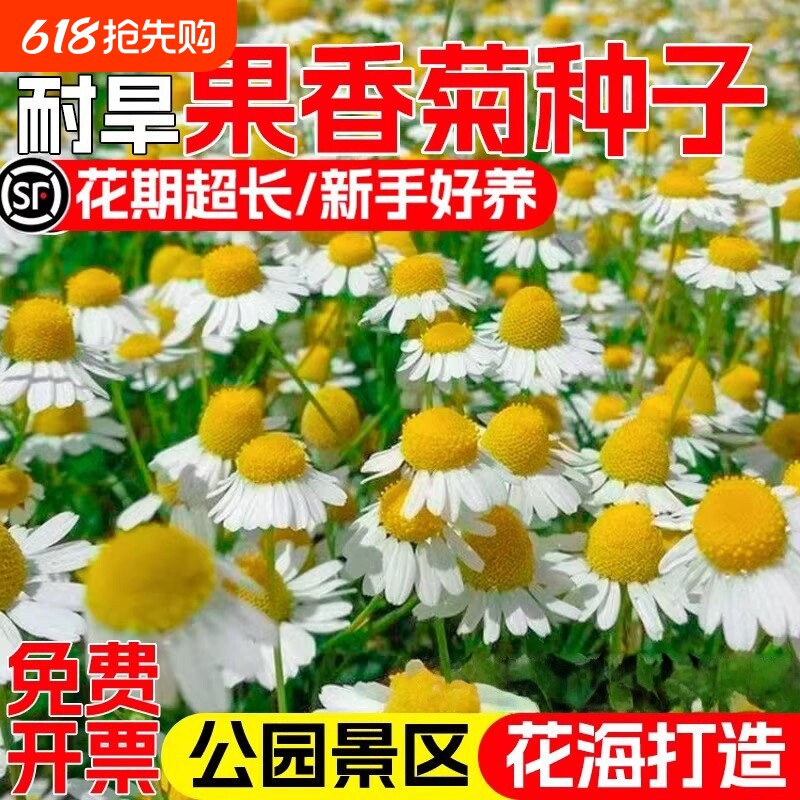果香菊种子洋甘菊四季播种庭院阳台盆栽景区花海易活观赏花卉种籽