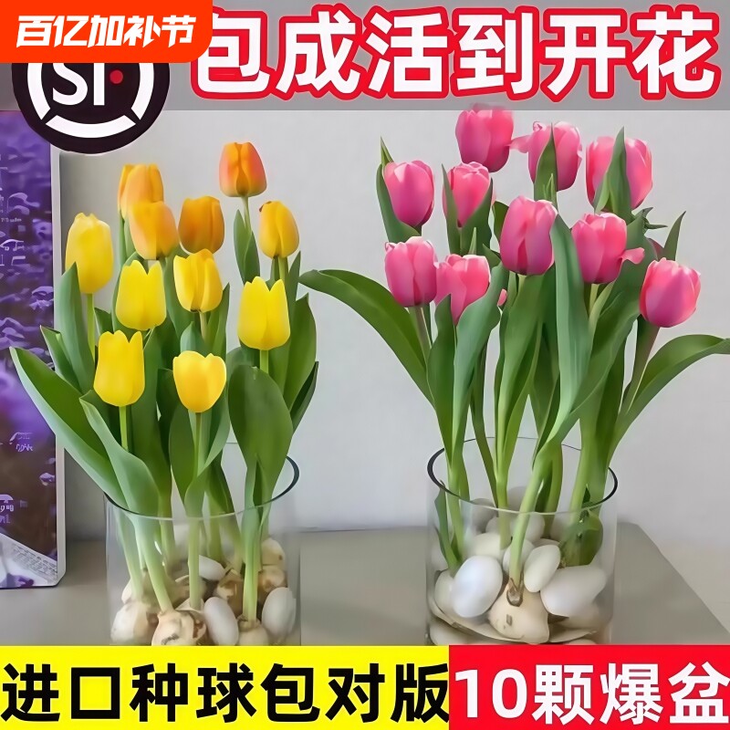 进口郁金香种球特大种子盆栽庭院地栽四季开花水培耐寒耐冻花卉