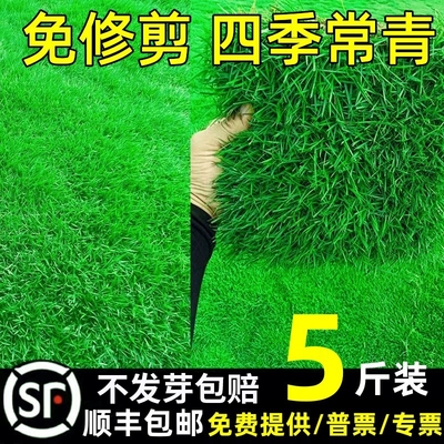 草坪草籽四季常青护坡狗牙根地毯草马尼拉种庭院绿化黑麦草皮种子
