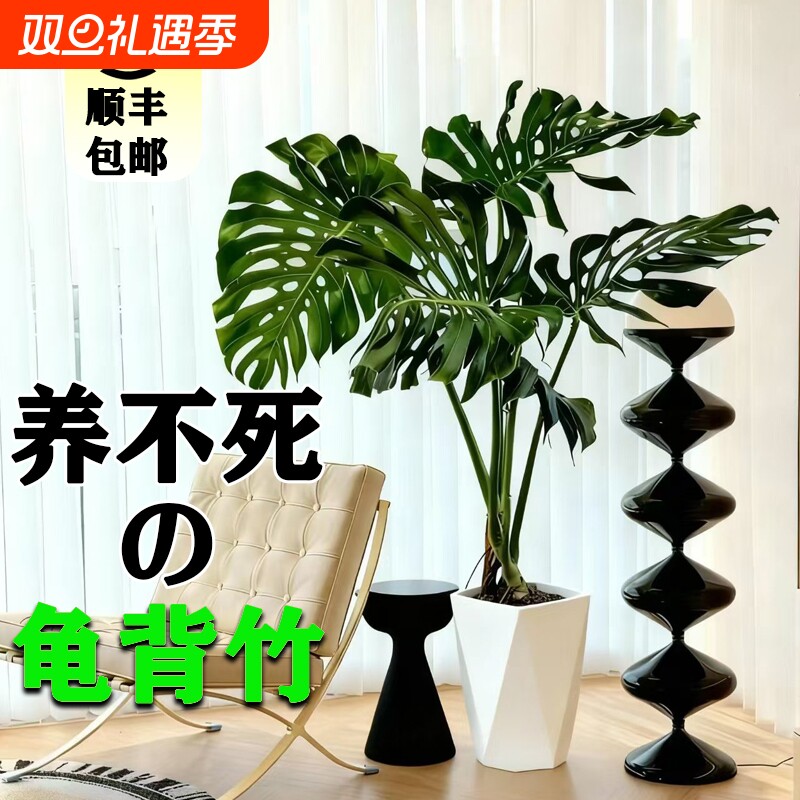 易活龟背竹室内观叶绿植好养活