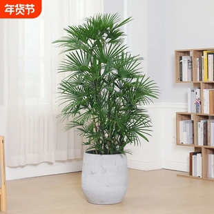 优选棕竹盆栽大型绿植办q公室内客厅观叶植物落地盆景耐寒四季好.