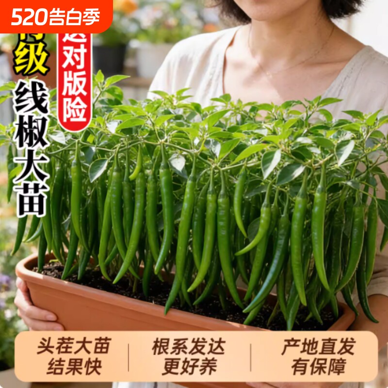 椒秧苗小辣椒朝天椒螺丝椒金条椒大全种籽阳台高产不辣薄皮种植