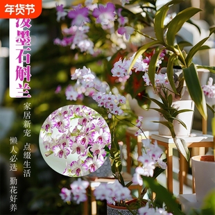 精品秋石斛兰花苗室内盆栽白泼墨阳台好养浓香水培花卉绿植客厅