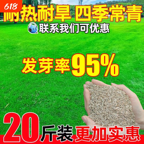 草坪草籽四季常青庭院地毯草狗牙根护坡固土绿化黑麦草草子种籽孑