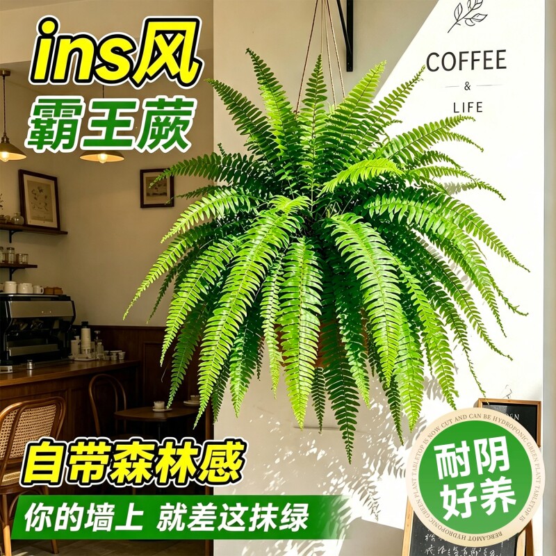 长叶垂吊特级霸王蕨盆栽图片