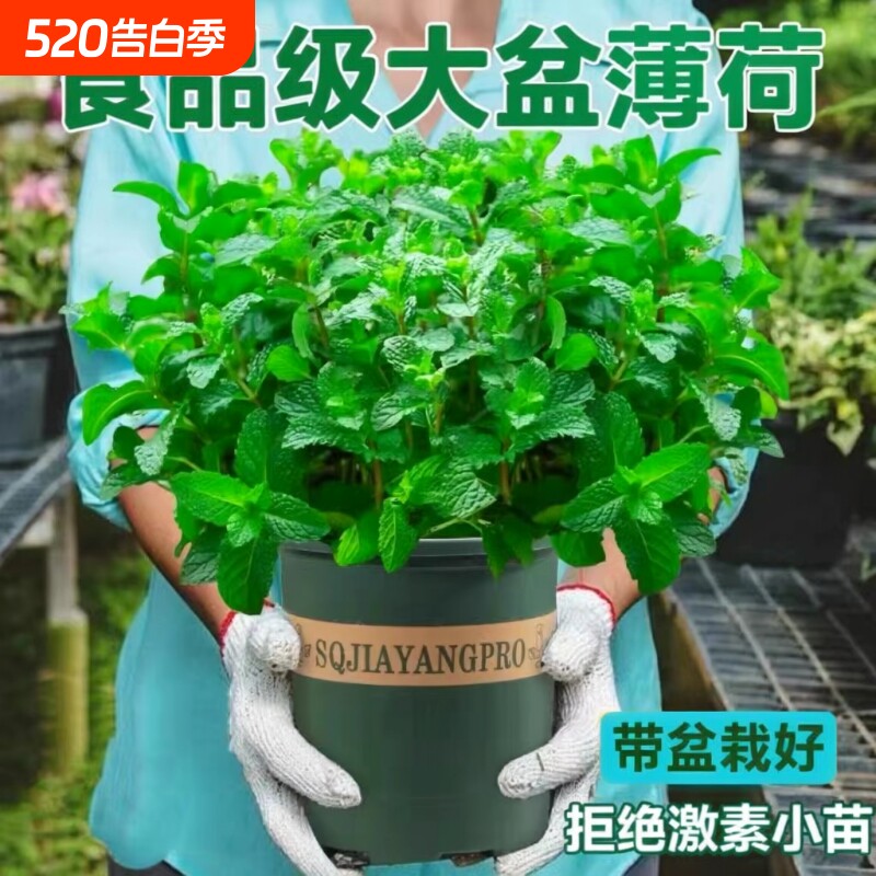 柠檬薄荷盆栽可食用迷迭香薄荷叶苗驱蚊草水培花卉室内绿植物驱虫