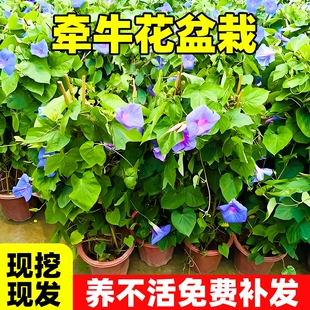 牵牛花盆栽爬藤植物花苗大喇叭花宿根带花苞地栽好养垂吊阳台花卉