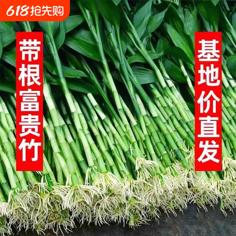富贵竹水培植物客厅招发财竹子节节高绿萝绿植盆栽花卉植物室内花