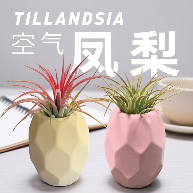 握了个草空气凤梨空凤创意握草无土植物办公室内绿植装饰浇水客厅