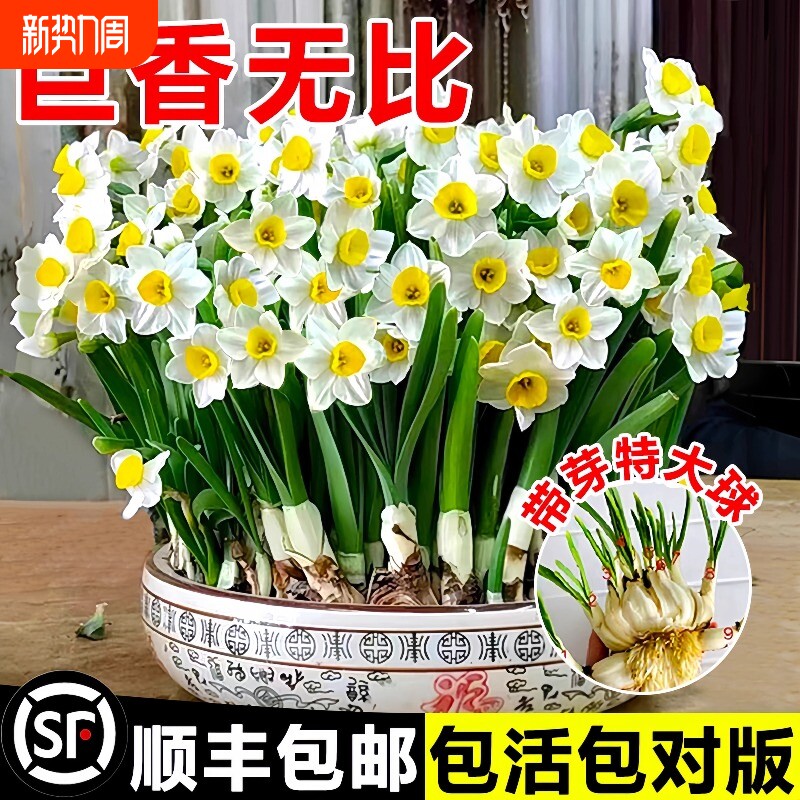 【精品优选】水仙花种球水培好养盆栽四季开花卉植物室内绿植种子