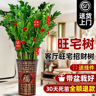 大型绿植金钱树客厅旺宅植物